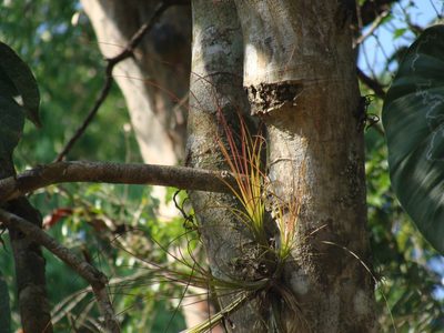 Tillandsia eistetteri, photographed by Alexis López Hernández
