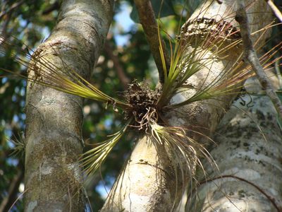 Tillandsia eistetteri, photographed by Alexis López Hernández