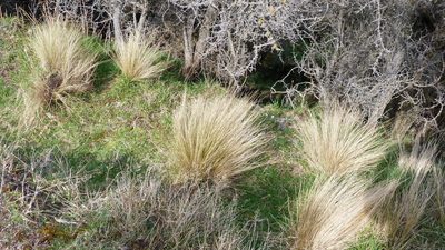 Festuca novae-zelandiae, photographed by Colin Meurk
