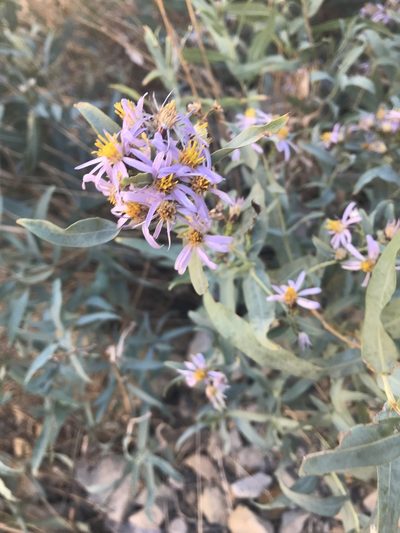 Herrickia glauca, photographed by Noel