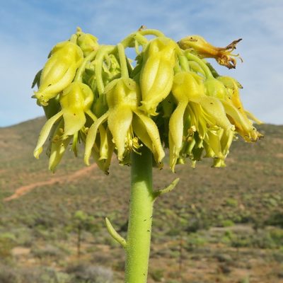 Cotyledon cuneata, photographed by Kevin Murray