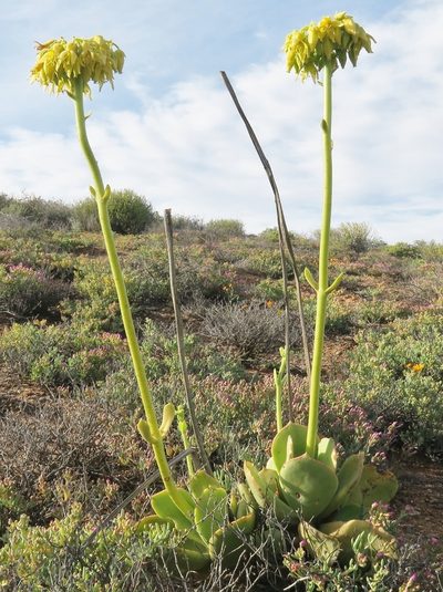 Cotyledon cuneata, photographed by Kevin Murray