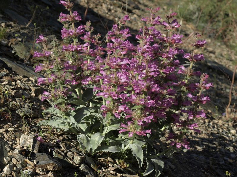 Penstemon monoensis, photographed by Jim Morefield