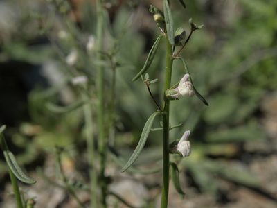 Sairocarpus kingii, photographed by Jim Morefield