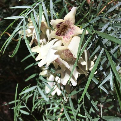 Pandorea doratoxylon, photographed by Hiranya Anderson