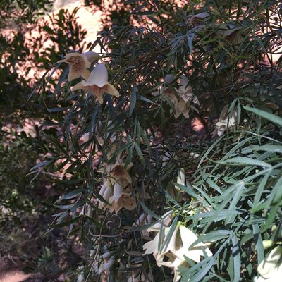 Pandorea doratoxylon, photographed by Hiranya Anderson