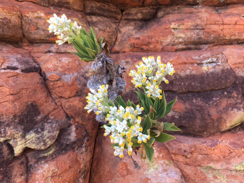 Cremnothamnus thomsonii, photographed by Hiranya Anderson