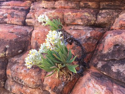 Cremnothamnus thomsonii, photographed by Hiranya Anderson