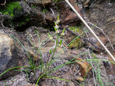 Triglochin bulbosa, photographed by Chris Vynbos