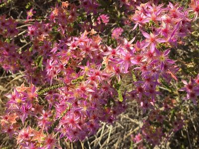 Calytrix carinata, photographed by Hiranya Anderson