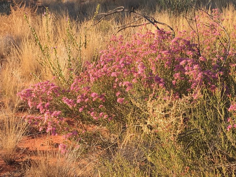 Calytrix carinata, photographed by Hiranya Anderson