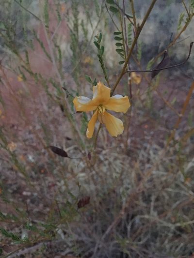 Petalostylis cassioides, photographed by Hiranya Anderson