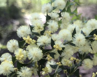 Acacia divergens, photographed by Ann Bentley