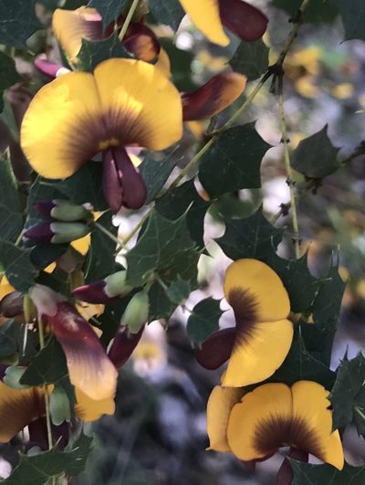 Bossiaea aquifolium, photographed by Ann Bentley