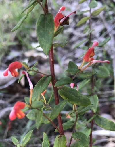 Grevillea depauperata, photographed by Ann Bentley