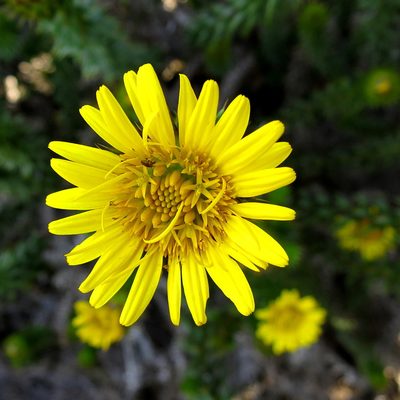 Cullumia carlinoides, photographed by Di Turner