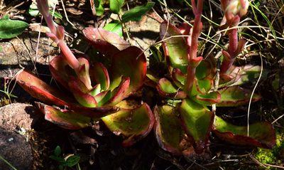 Echeveria fulgens, photographed by Alan Rockefeller