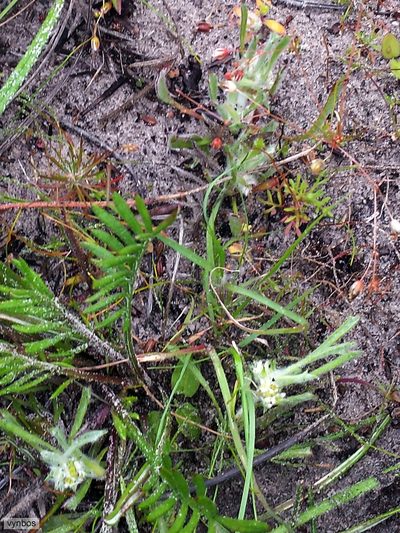 Centella tridentata, photographed by Chris Vynbos