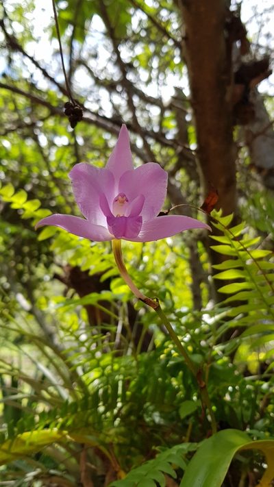 Laelia furfuracea, photographed by Eugenio Padilla