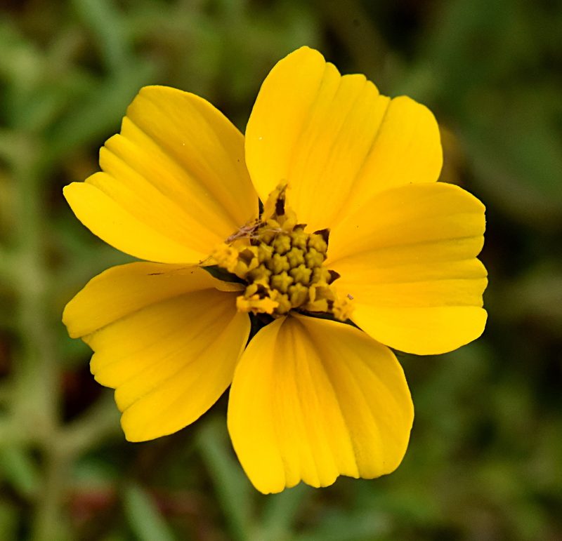 Bidens anthemoides, photographed by Alan Rockefeller