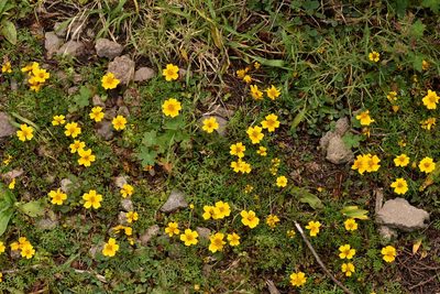 Bidens anthemoides, photographed by Alan Rockefeller