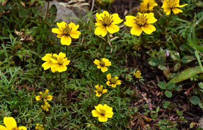 Bidens anthemoides, photographed by Alan Rockefeller