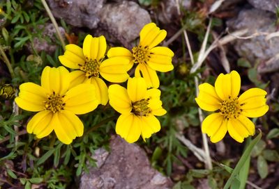 Bidens anthemoides, photographed by Alan Rockefeller