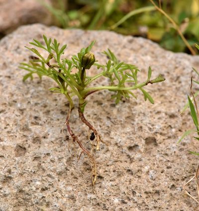 Bidens anthemoides, photographed by Alan Rockefeller