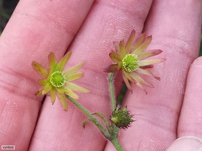 Knowltonia capensis, photographed by Chris Vynbos