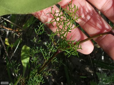 Dasispermum perennans, photographed by Chris Vynbos