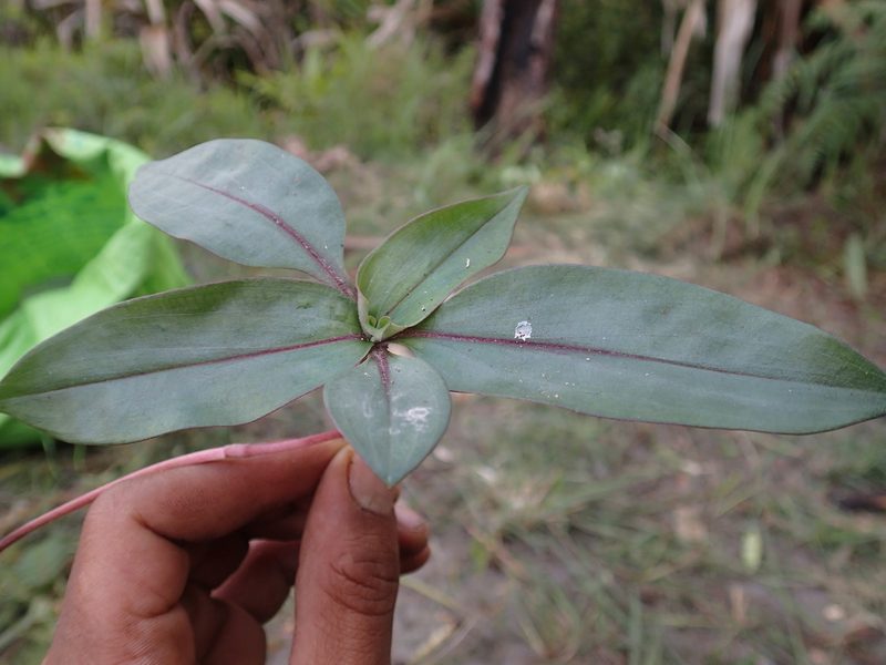 Pseudoparis cauliflora, photographed by Romer N. Rabarijaona