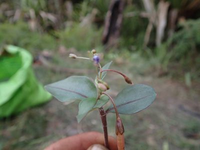 Pseudoparis cauliflora, photographed by Romer N. Rabarijaona