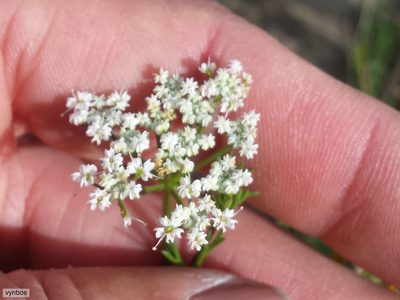 Dasispermum perennans, photographed by Chris Vynbos