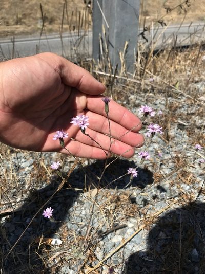 Lessingia hololeuca, photographed by Scott Yarger