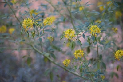 Cleomella lutea, photographed by Cheryl McCleary-Catalano