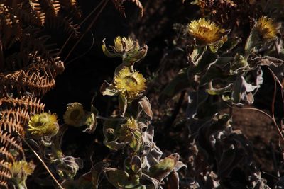Helichrysum setosum, photographed by Tony Rebelo