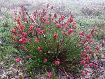 Audouinia capitata, photographed by Chris Vynbos