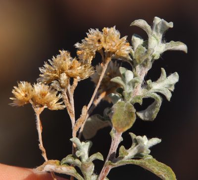 Helichrysum lepidissimum, photographed by Tony Rebelo