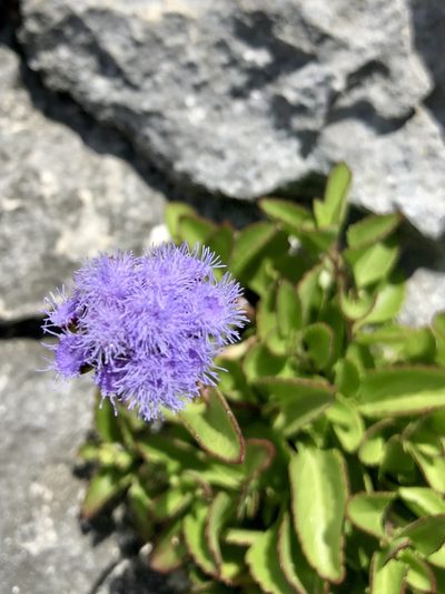 Ageratum maritimum, photographed by Chris Sulots