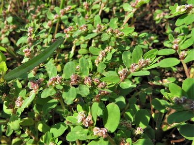 Euphorbia humistrata, photographed by Annika Lindqvist