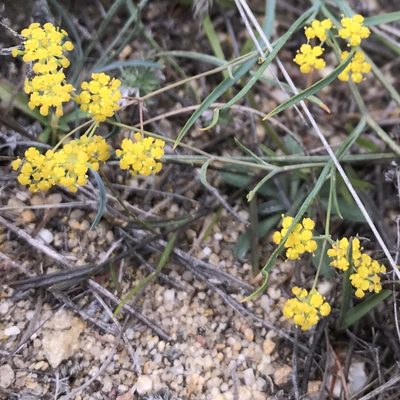 Bupleurum bicaule, photographed by Dag Endresen