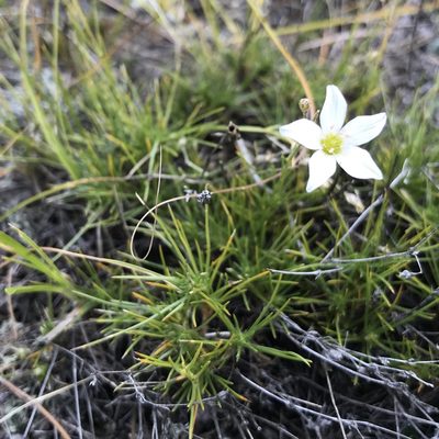 Eremogone meyeri, photographed by Dag Endresen
