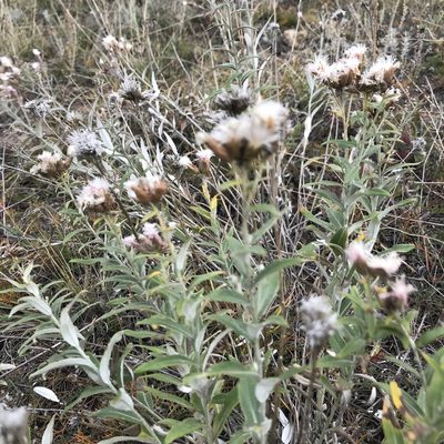 Saussurea salicifolia, photographed by Dag Endresen