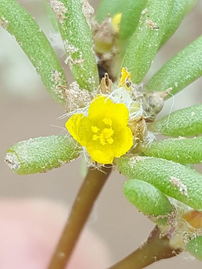 Portulaca halimoides, photographed by Alex Abair