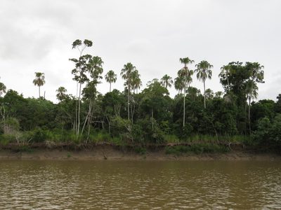 Livistona decora, photographed by coenobita