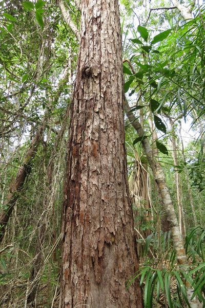 Eucalyptus pellita, photographed by coenobita