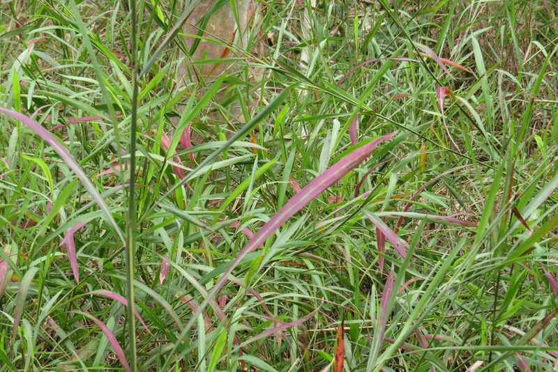 Ischaemum australe, photographed by coenobita