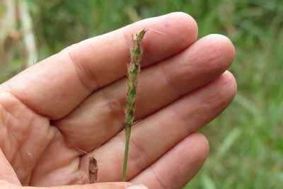 Ischaemum australe, photographed by coenobita