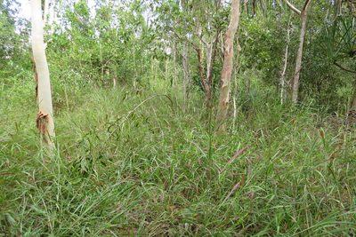 Ischaemum australe, photographed by coenobita