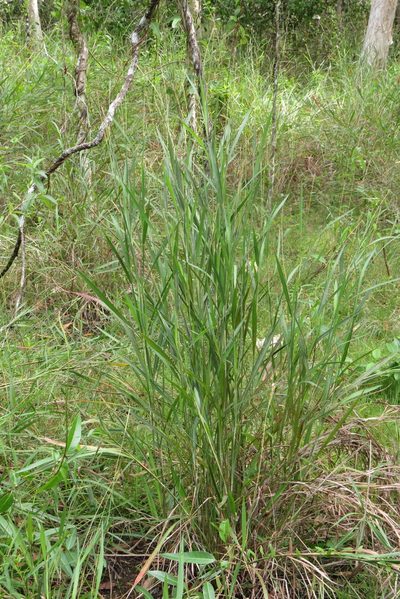 Ischaemum australe, photographed by coenobita